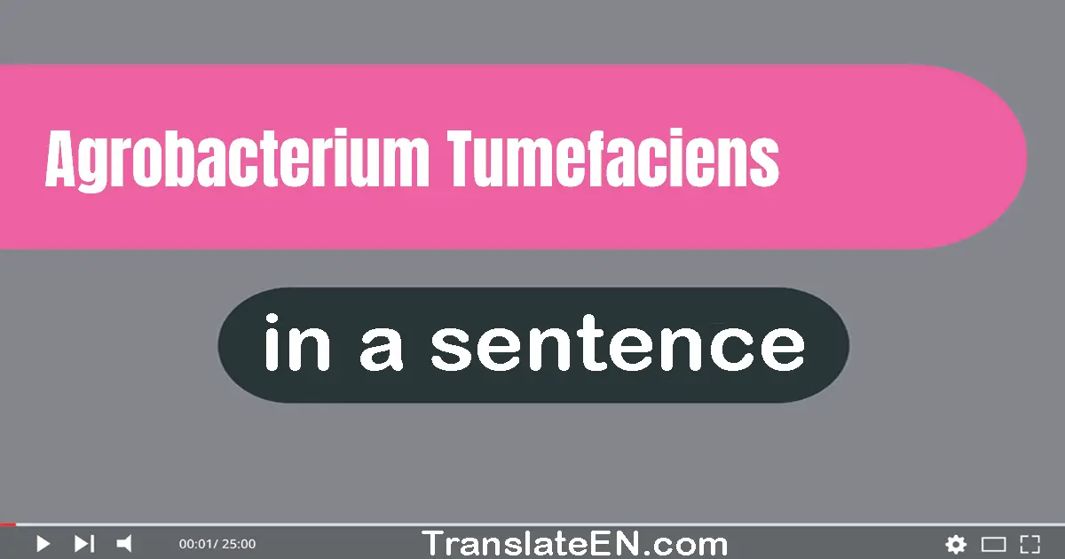 Use "agrobacterium tumefaciens" in a sentence | "agrobacterium tumefaciens" sentence examples