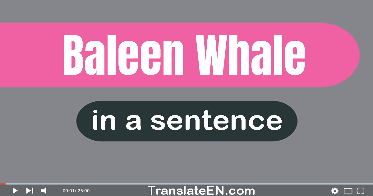 Use "baleen whale" in a sentence | "baleen whale" sentence examples