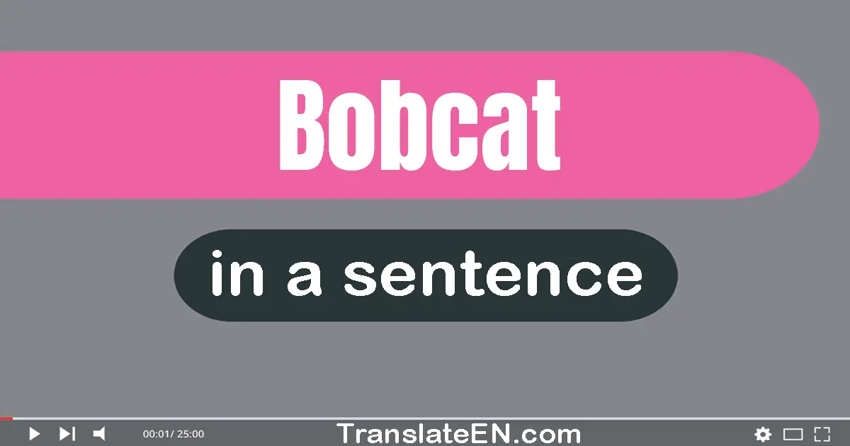 Use "bobcat" in a sentence | "bobcat" sentence examples