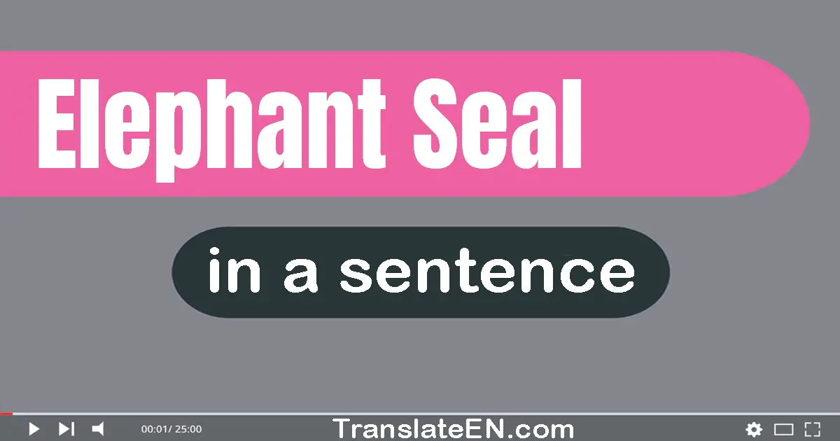 Use "elephant seal" in a sentence | "elephant seal" sentence examples