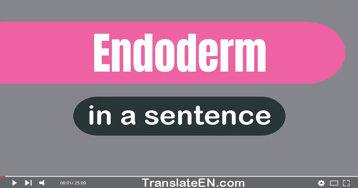 Use "endoderm" in a sentence | "endoderm" sentence examples