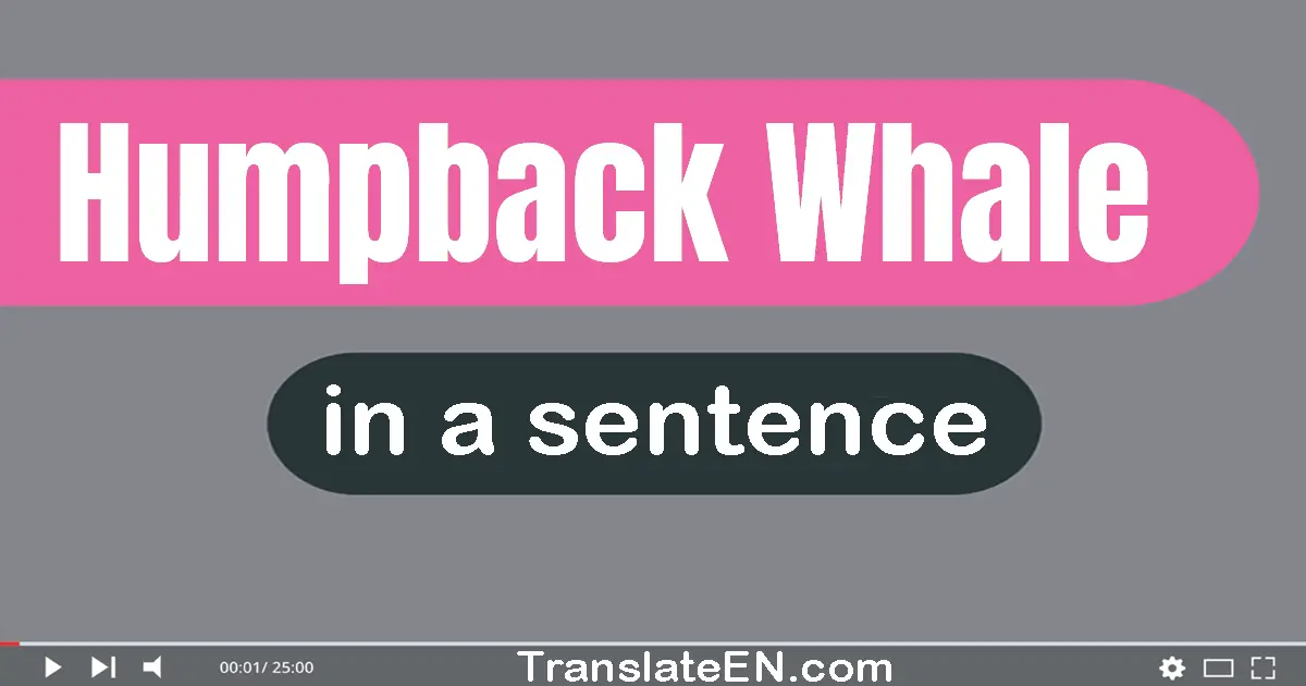 Use "humpback whale" in a sentence | "humpback whale" sentence examples