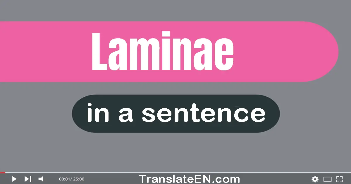 Use "laminae" in a sentence | "laminae" sentence examples