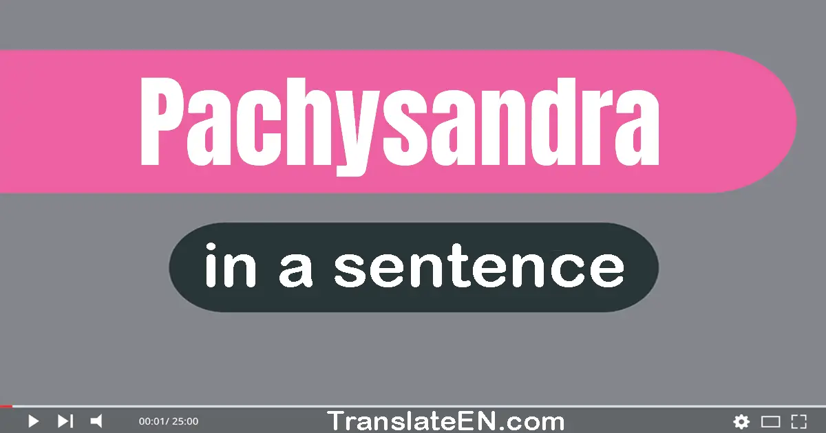 Use "pachysandra" in a sentence | "pachysandra" sentence examples