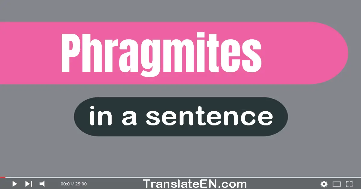 Use "phragmites" in a sentence | "phragmites" sentence examples