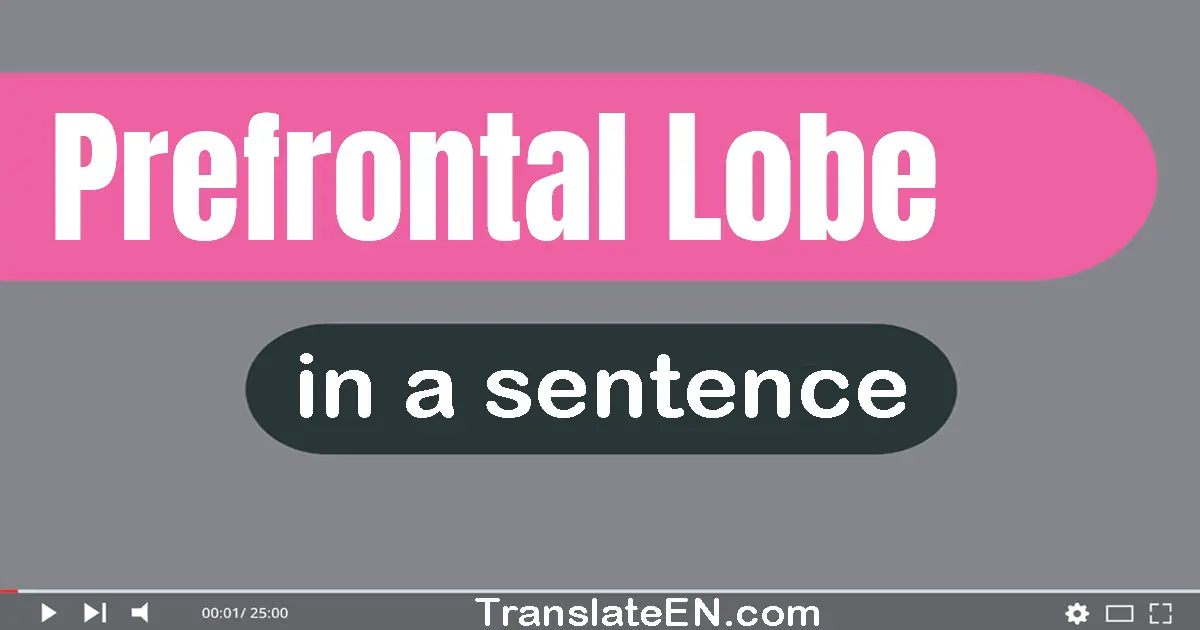 Use "prefrontal lobe" in a sentence | "prefrontal lobe" sentence examples