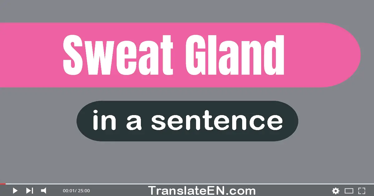 Use "sweat gland" in a sentence | "sweat gland" sentence examples