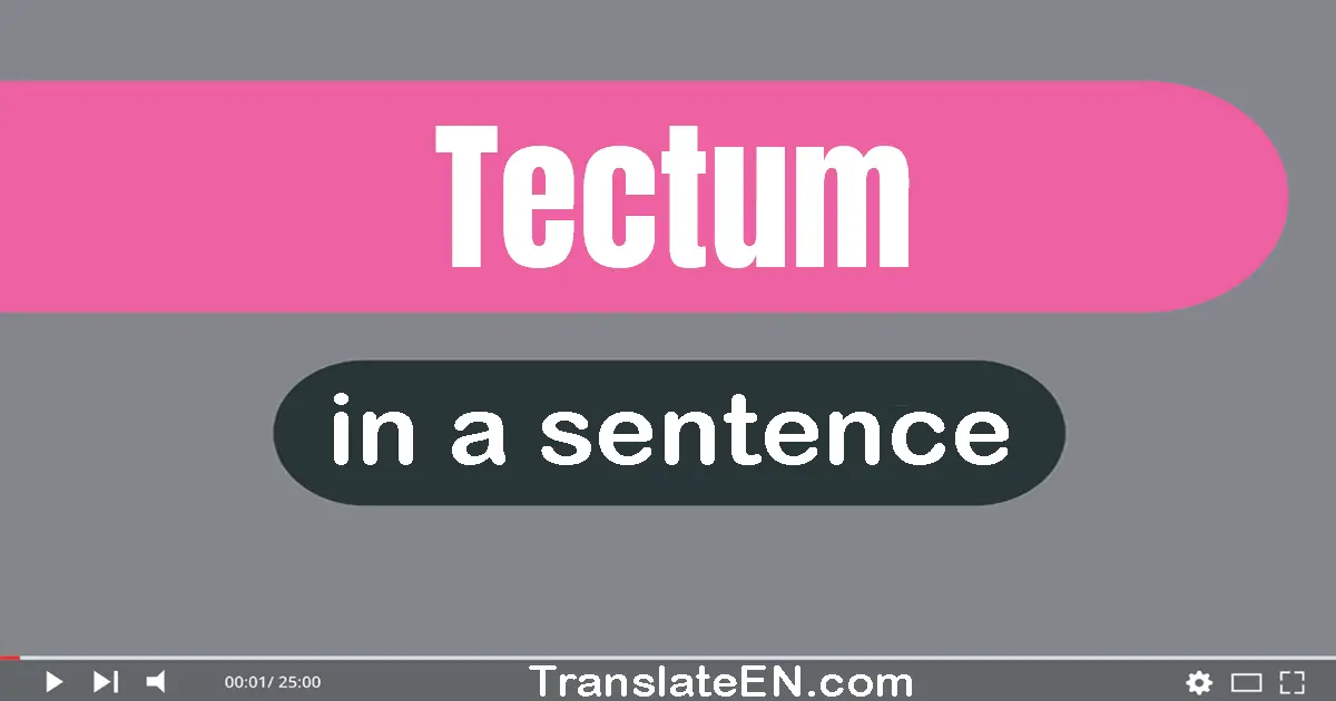 Use "tectum" in a sentence | "tectum" sentence examples