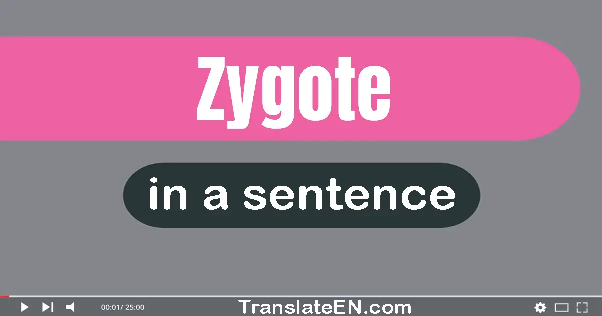 Use "zygote" in a sentence | "zygote" sentence examples