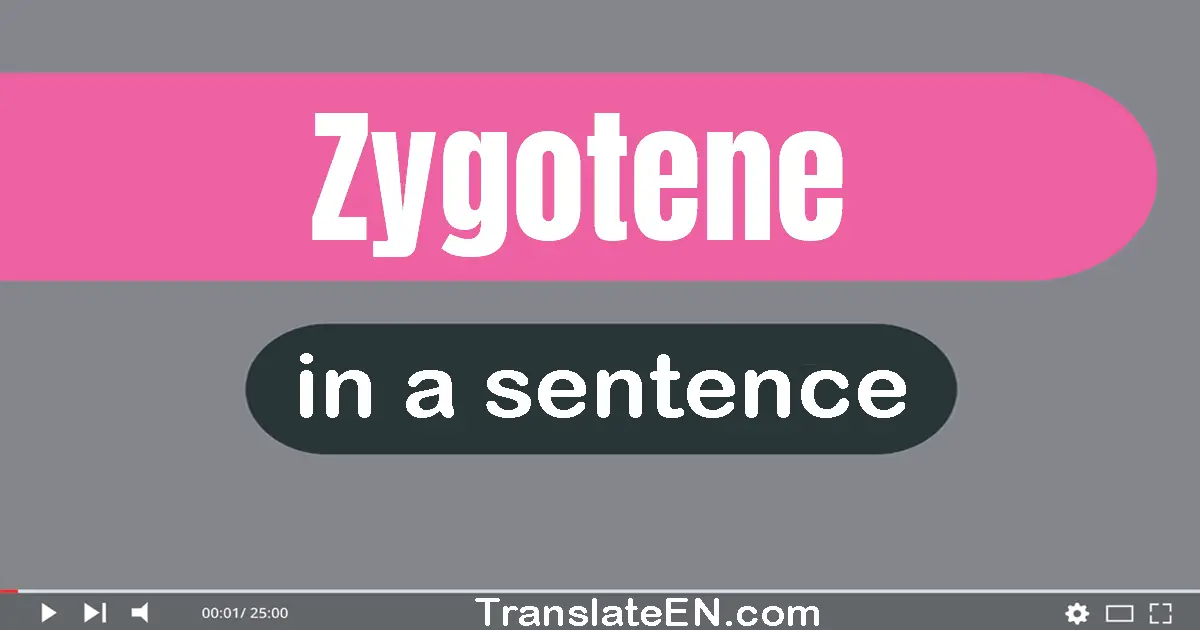 Use "zygotene" in a sentence | "zygotene" sentence examples